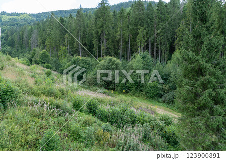 Green forest trees. Nature background 123900891
