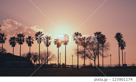 袖ヶ浦海浜公園夕景 袖ヶ浦海浜公園夕景 123901174