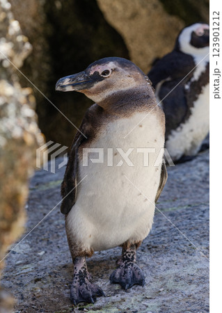 Black-footed penguin, close up portrait. South Africa, Spectacled penguins 123901212