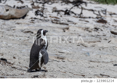One penguin stand on sandy coast. One penguin stand on sandy coast. 123901214