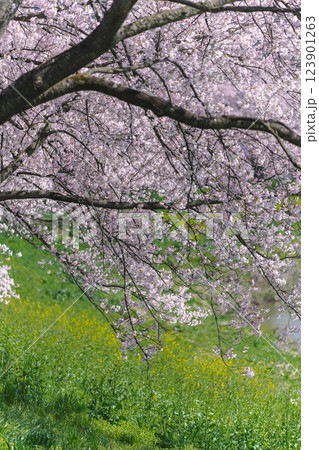 満開の桜の花が咲いている風景 満開の桜の花が咲いている風景 123901263