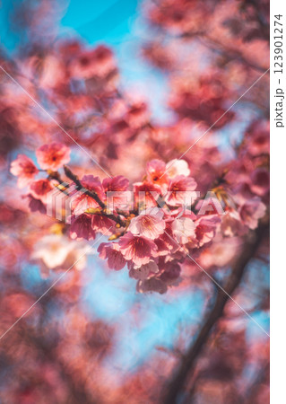 桜 さくら サクラ 123901274