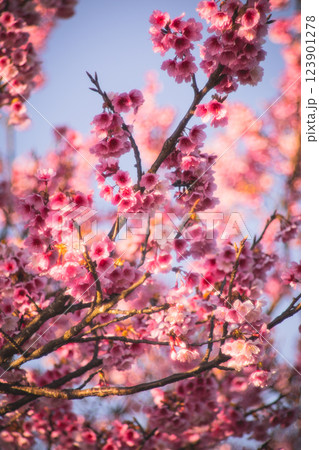 桜 さくら サクラ 123901278