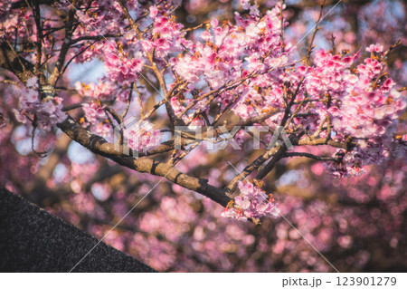 桜 さくら サクラ 123901279