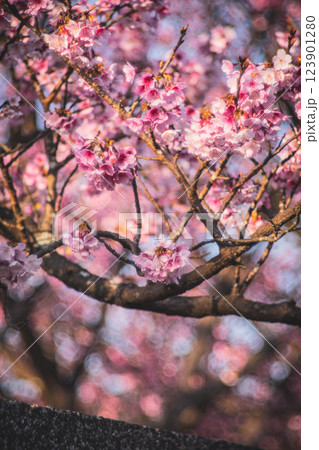桜 さくら サクラ 123901280