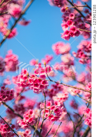 桜 さくら サクラ 123901288