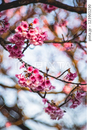 桜 さくら サクラ 123901290