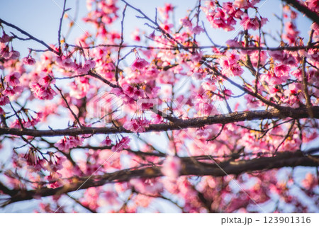 桜 さくら サクラ 123901316