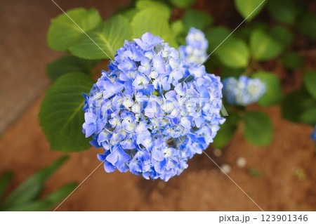 青い紫陽花 青い紫陽花 123901346