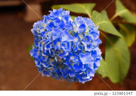 青い紫陽花 123901347