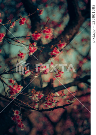桜 さくら サクラ 123901398