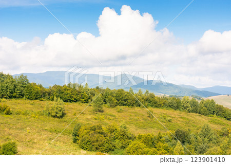 mountain landscape with forest on the hill. natural environment. grassy countryside pasture of ukraine. warm early autumn weather with cloudy sky. sunny day 123901410