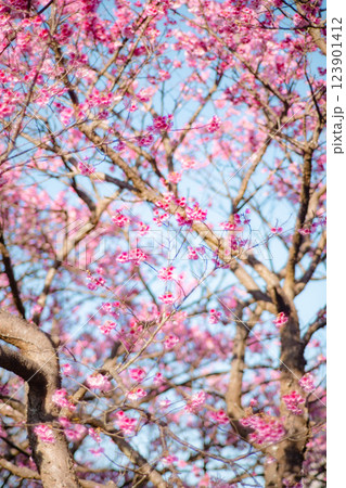 桜 さくら サクラ 123901412