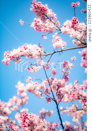 桜 さくら サクラ 123901415