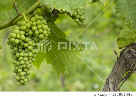 Detail grapes of the vine in the time before locking Detail grapes of the vine in the time before locking 123901448