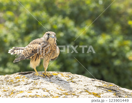 Common kestrel (Falco tinnunculus), falcon family Falconidae, Southern Moravia, Czech Republic 123901449