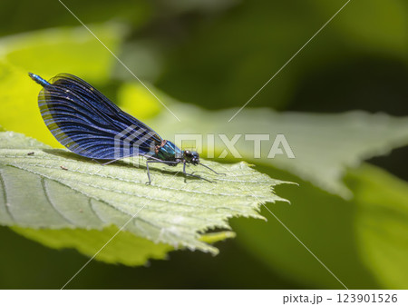 Common damselfly (Calopteryx virgo), National Park Slovak Paradise, Slovakia Common damselfly (Calopteryx virgo), National Park Slovak Paradise, Slovakia 123901526