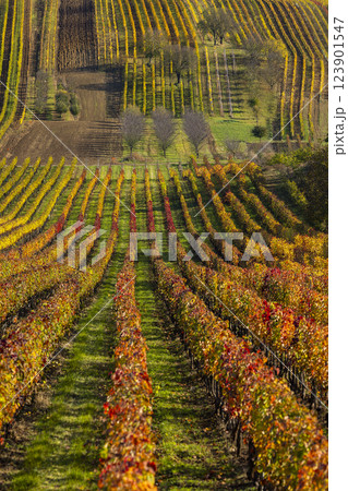 Autumn vineyard near Cejkovice, Southern Moravia, Czech Republic 123901547