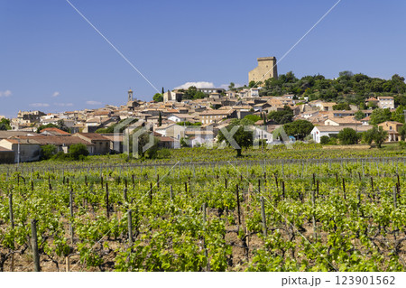 Typical vineyard with stones near Chateauneuf-du-Pape, Cotes du Rhone, France 123901562