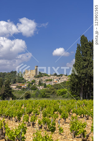 Typical vineyard with stones near Chateauneuf-du-Pape, Cotes du Rhone, France 123901565