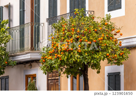 Orange tree in front of mediterranean townhouses in Palma, Majorca, Mallorca, Balearic Islands, Spain, Europe Orange tree in front of mediterranean townhouses in Palma, Majorca, Mallorca, Balearic Islands, Spain, Europe 123901650