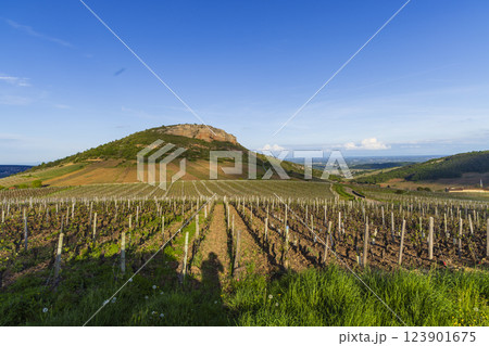 Rock of Vergisson with vineyards, Burgundy,France 123901675