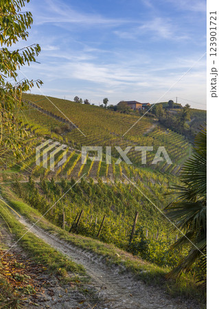 Typical vineyard near Canale, Barolo wine region, province of Cuneo, region of Piedmont, Italy 123901721