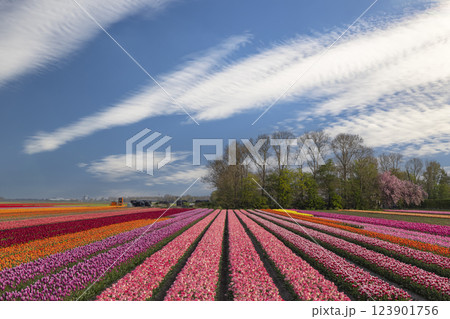 Field of tulips near Lemmer, Friesland, Netherlands 123901756