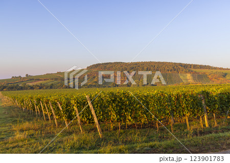 Autumn vineyard, Tokaj region, Great Plain and North, Hungary Autumn vineyard, Tokaj region, Great Plain and North, Hungary 123901783