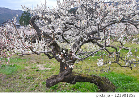 越生梅林 123901858