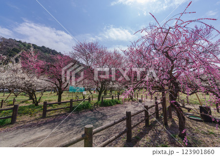 越生梅林 123901860