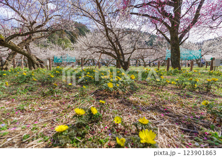 越生梅林 123901863