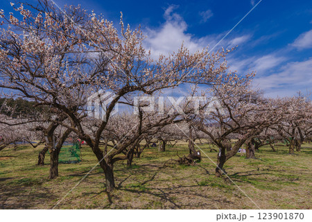 越生梅林 123901870