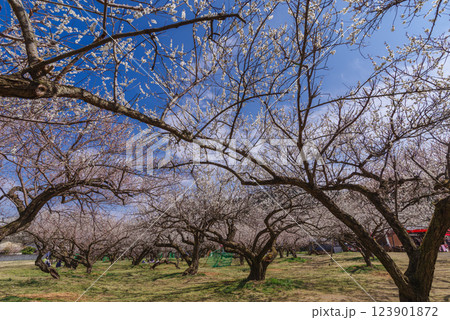 越生梅林 越生梅林 123901872