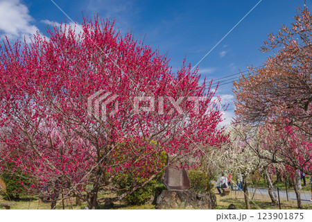 越生梅林 越生梅林 123901875