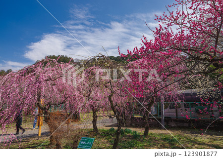 越生梅林 123901877