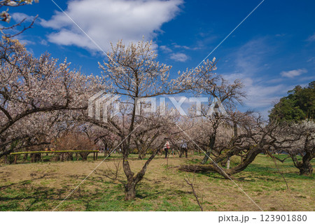 越生梅林 123901880