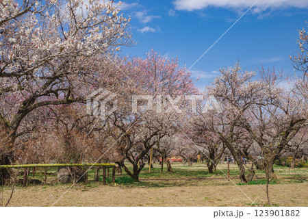 越生梅林 越生梅林 123901882