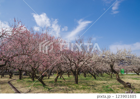 越生梅林 123901885