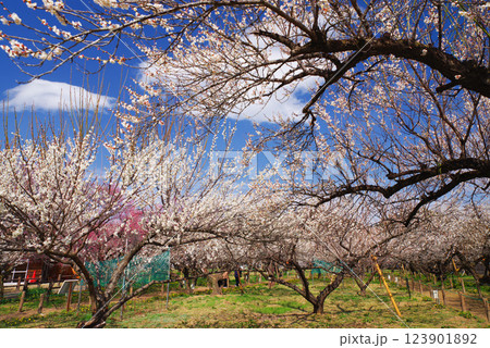 越生梅林 123901892