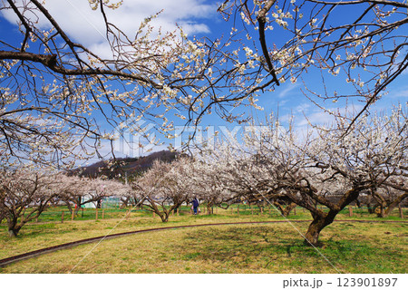 越生梅林 123901897