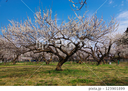 越生梅林 123901899