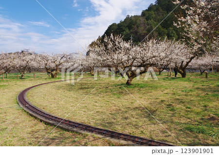 越生梅林 越生梅林 123901901