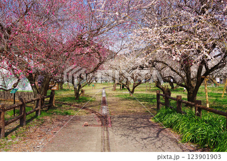 越生梅林 123901903