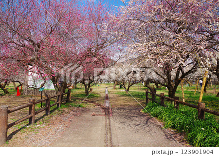 越生梅林 越生梅林 123901904