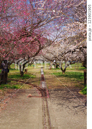 越生梅林 123901905