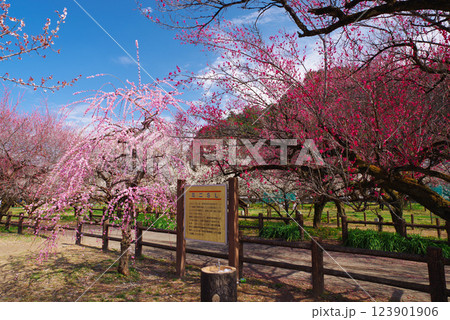 越生梅林 123901906