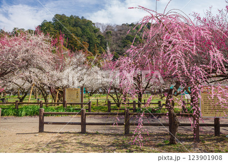 越生梅林 123901908