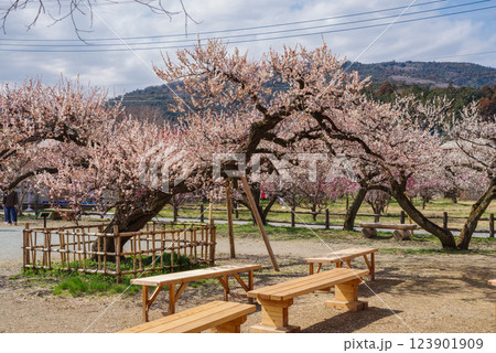 越生梅林 越生梅林 123901909