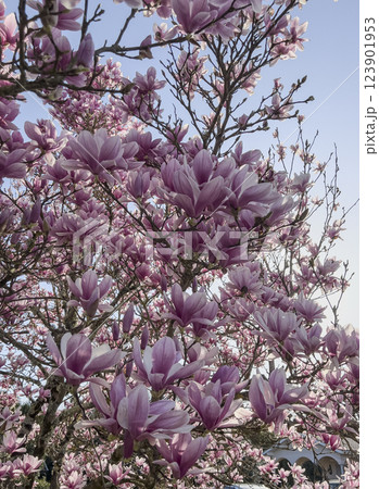 Magnolia tree blooms under clear blue sky during spring season in a serene garden 123901953